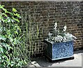 Pendulous sedge (left) and white-flowered planter in Battle