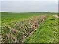 Drainage ditch by the path