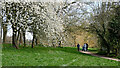 Springtime in Pendeford Park, Wolverhampton