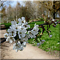 Blackthorn blossom in Pendeford Park, Wolverhampton