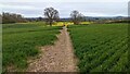 Footpath from Berrington to Eaton Mascott