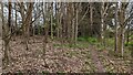 Trees along former Severn Valley Railway line