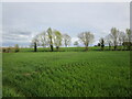 TL1590 : Barley field near Folksworth by Jonathan Thacker