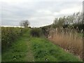 Footpath and rhyne