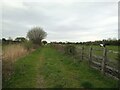 Farm track off Locking Moor Road