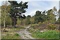 Sandy track on the edge of Parley Common