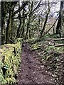 King’s Gutter, Pithill Woods