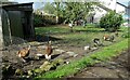 Turkeys at Ribchester