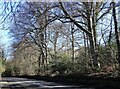 Trees beside the A694 at Shotley Bridge