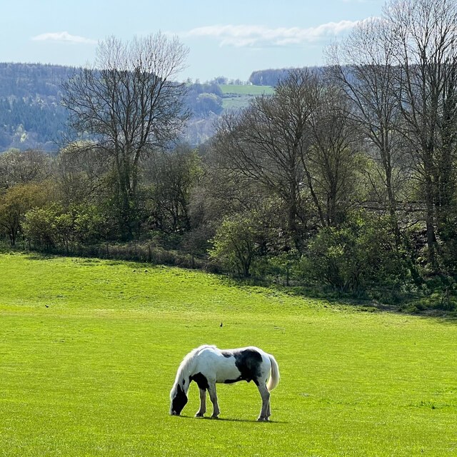 Horse in a field adjacent to the B2139