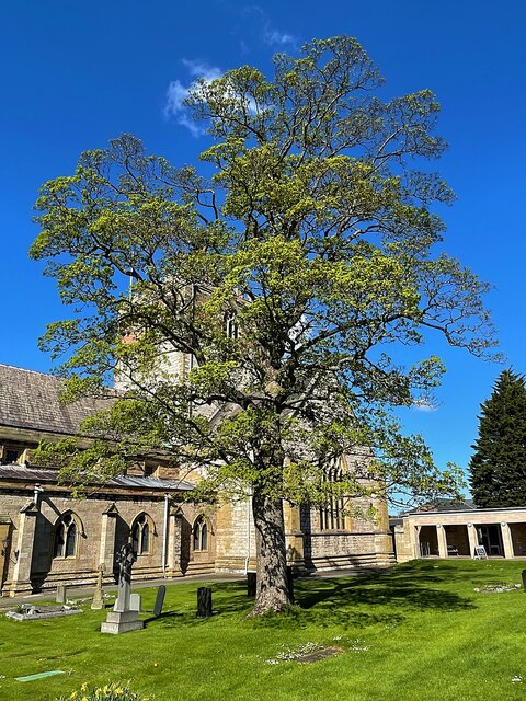 Spring tree in the grounds of St Asaph Cathedral