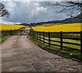 SO3119 : Yellow fields south of Llanvihangel Crucorney by Jaggery