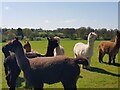 Alpacas at a farm near Chatley, Worcestershire