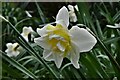 Thornham Walks: The last daffodil clump with perfect flowers