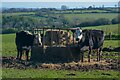 North Molton : Grassy Field & Cow