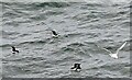 NZ4064 : Razorbills on the sea at Marsden by Robert Graham