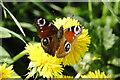 SD3402 : Peacock (Inachis io), Lunt Meadows by Mike Pennington