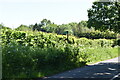 Footpath off Ashford Rd