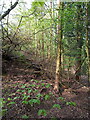 Trees and undergrowth on Stafford Park