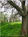 Brogdale Farm near Faversham