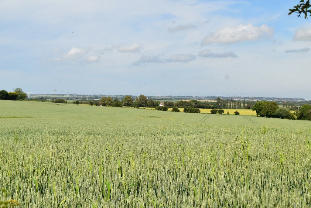 Wheat field © N Chadwick :: Geograph Britain and Ireland