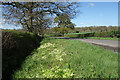 Primroses beside the lane