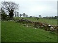 Old field boundary near Llanrhaedr-ym-Mochnant