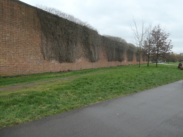 Dead climbing plants on a timber yard wall, Derby