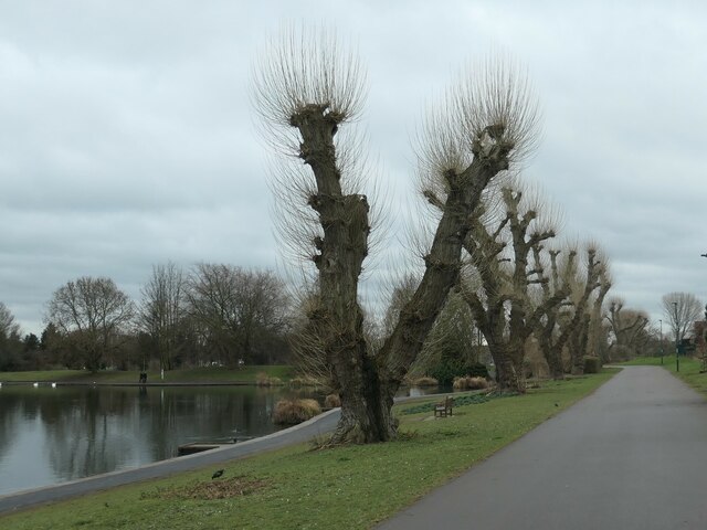 Pollarded trees, Alvaston Park, Derby