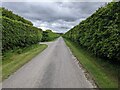 Fine hedges at Mey