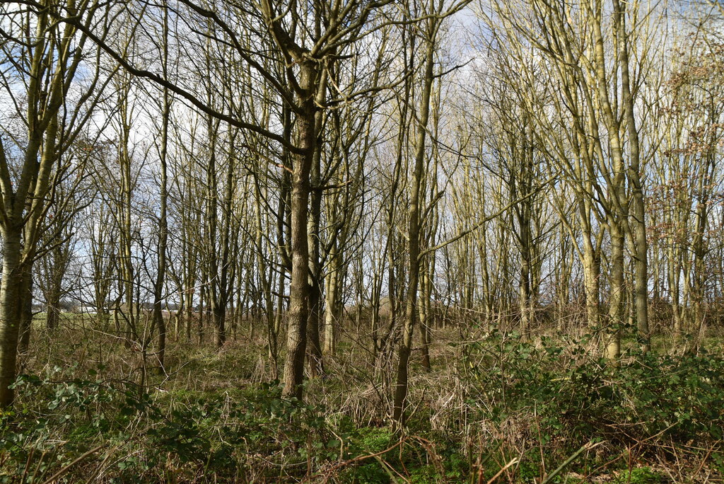 Woodland © N Chadwick :: Geograph Britain and Ireland