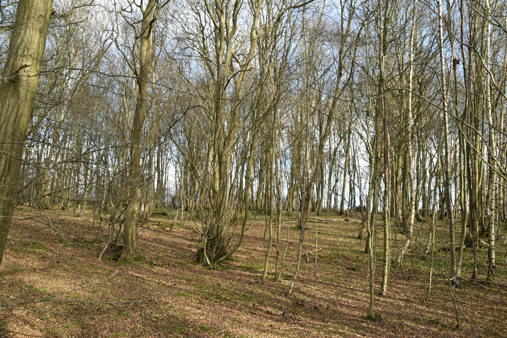 Clearhedges Wood © N Chadwick :: Geograph Britain and Ireland