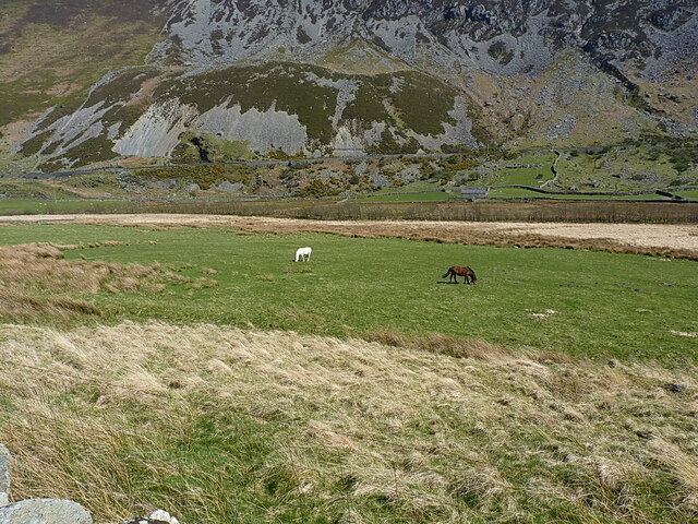 Ponies grazing on the floor of the Nant Ffrancon valley