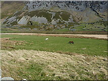 SH6362 : Ponies grazing on the floor of the Nant Ffrancon valley by Richard Law