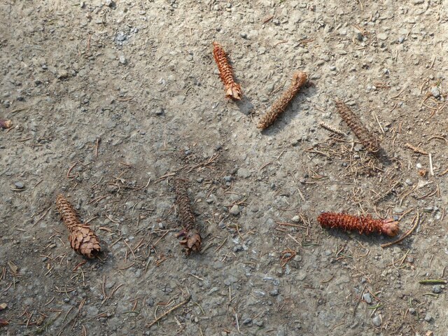 Red squirrels have been here!