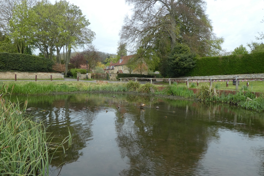 ducklings-learning-to-swim-ds-pugh-geograph-britain-and-ireland