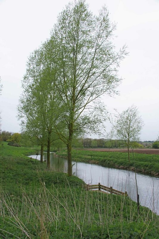 Willows By The River Stour © Glyn Baker Cc By Sa20 Geograph