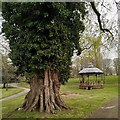 Black poplar and bandstand, Handsworth Park