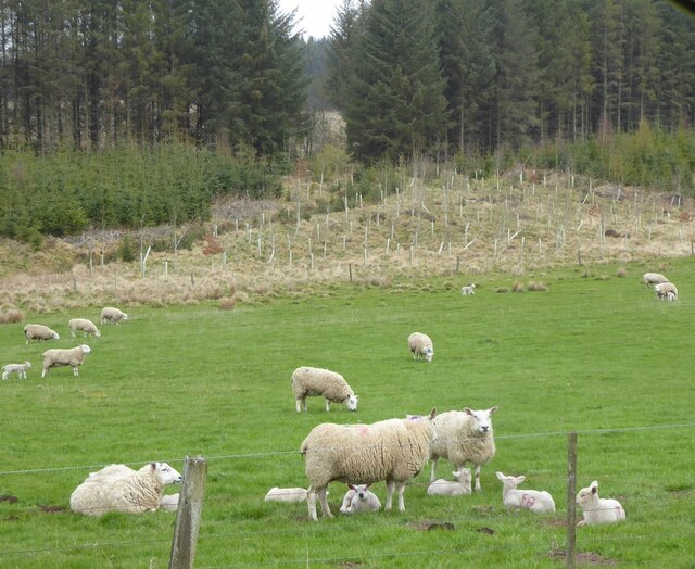 Ewes with lambs 
