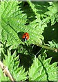 TA0558 : 7  Spot  Ladybird  on  Nettle  leaf.  Coccinella  7-punctata by Martin Dawes