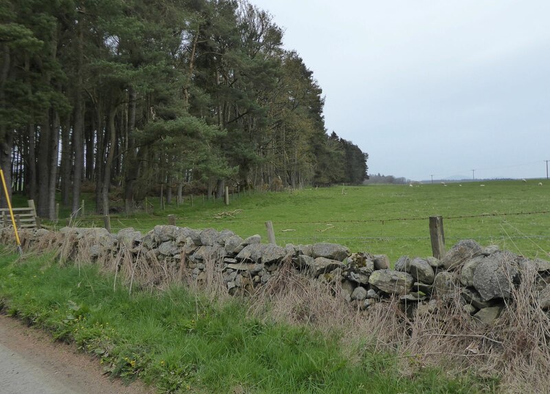 shelter-belt-russel-wills-cc-by-sa-2-0-geograph-britain-and-ireland