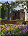 Burial ground bluebells, Hull