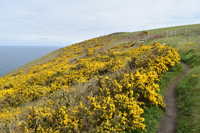 Gorse on Beeny Cliff