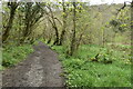 Riverside path in Minster Wood