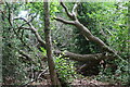 TQ7818 : Ancient woodland - Chrchland Wood, Sedlescombe by Patrick Roper