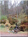 Stream in woodland near Aviemore