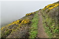 SX1598 : South West Coast Path in the fog, above Scrade by David Martin