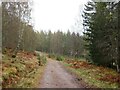 Track through woodland near Aviemore