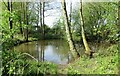 Duckpond in Hoghton