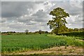 TG0303 : Hardingham: Cereal crop by Michael Garlick
